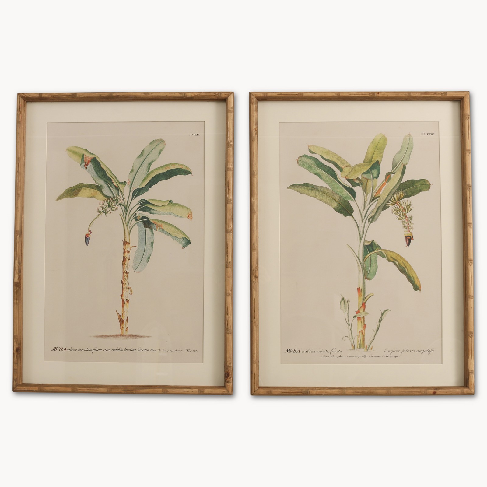 Brookby Set of 2 Framed Fruit Tree Wall Art Homeware One World