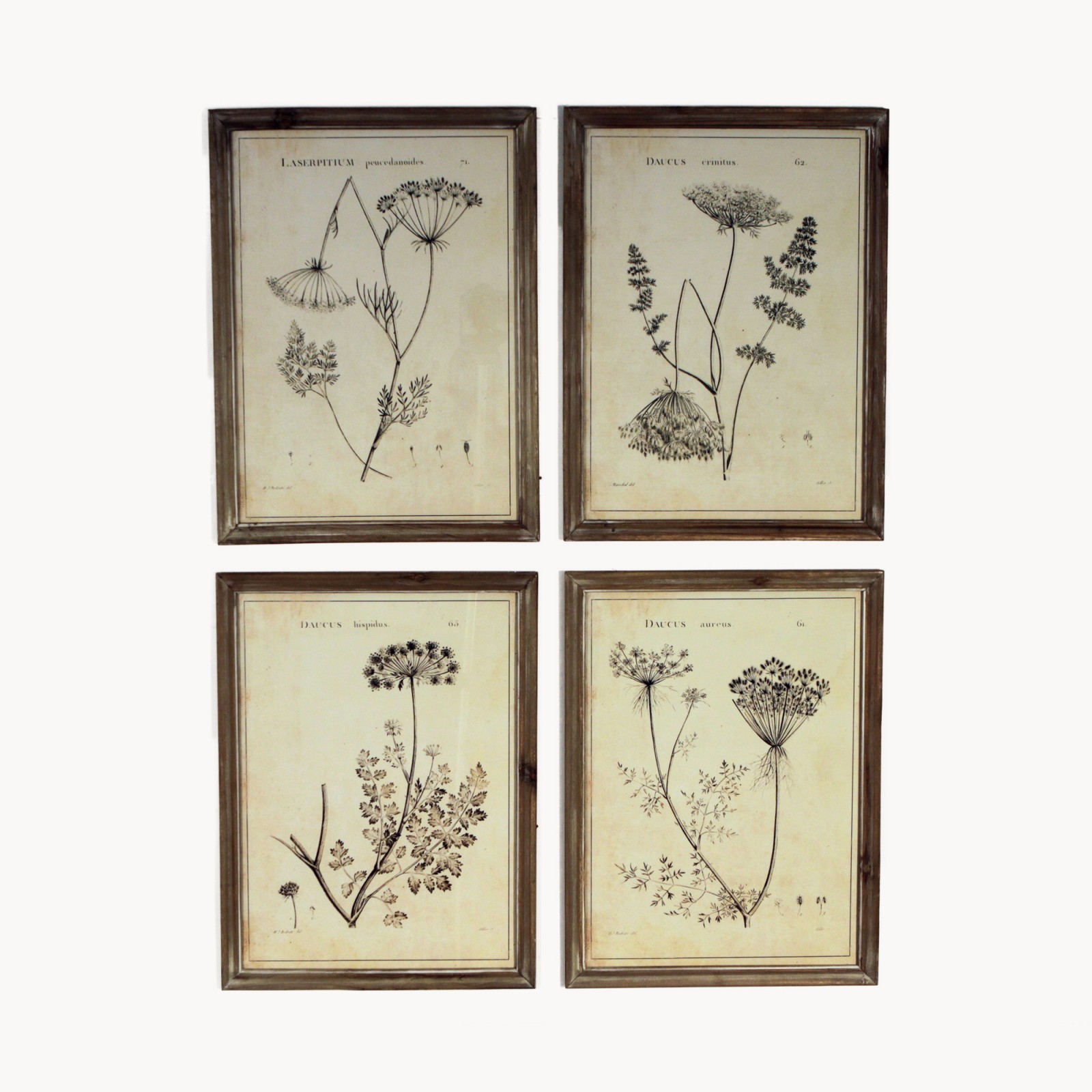Brookby Set of 4 Umbellifers Framed Wall Art Wall Art One World
