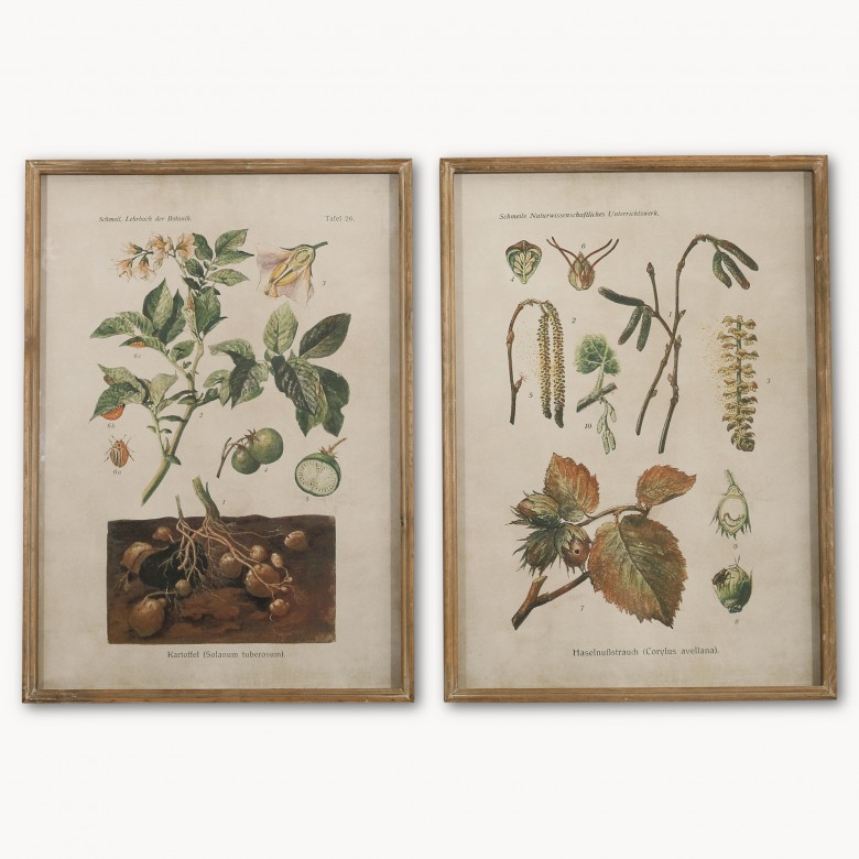 Brookby Set Of 2 Framed Botanical Wall Art One World