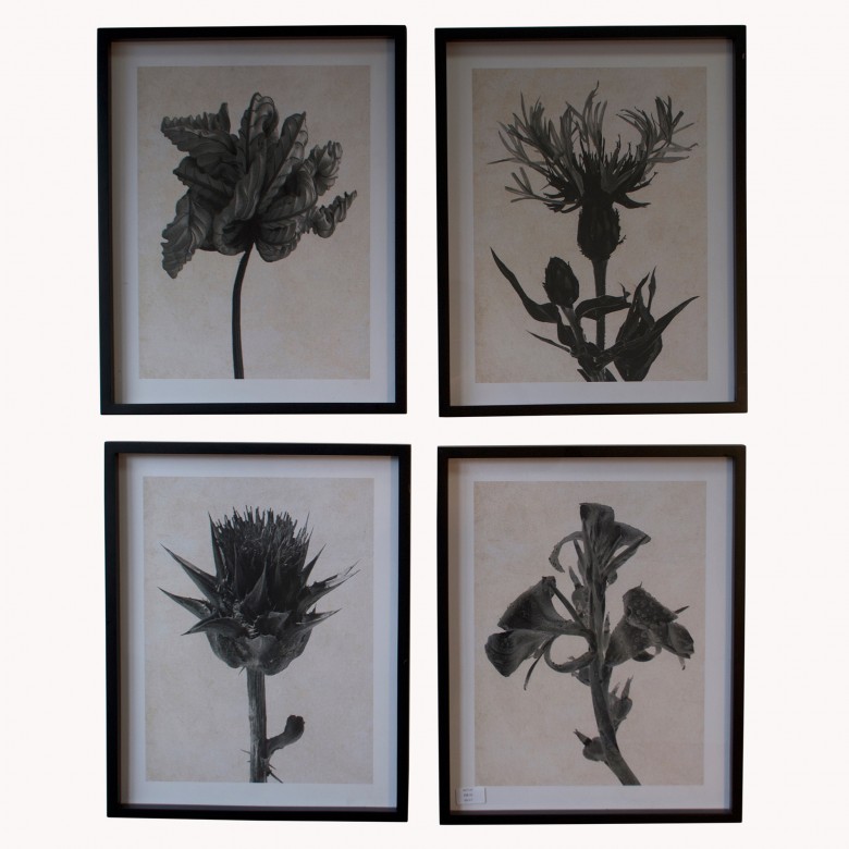 Brookby Set of 4 Framed Monochrome Floral Wall Art One World