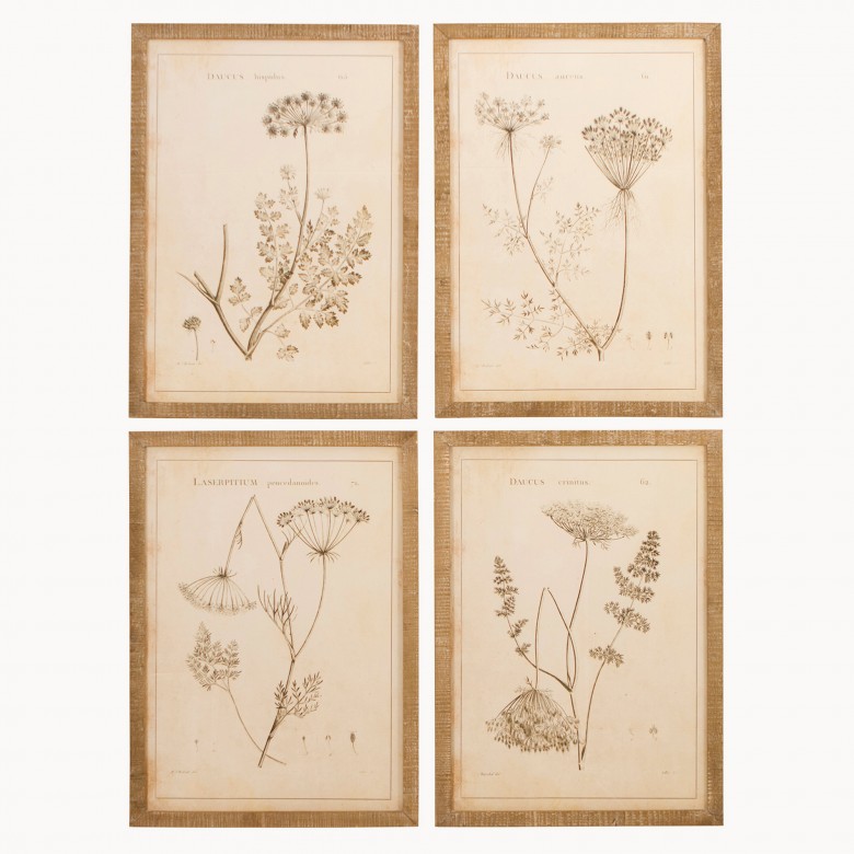 Brookby Set of 4 Framed Umbellifers Wall Art Homeware One World