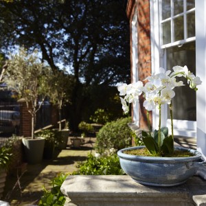 orchids, blue pottery, interiors