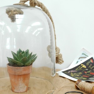 Cloche and potted plant