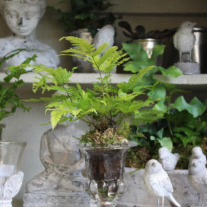 Green plant in glass vase at Chelsea Flower Show 